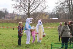 Osterhase-auf-dem-Feld