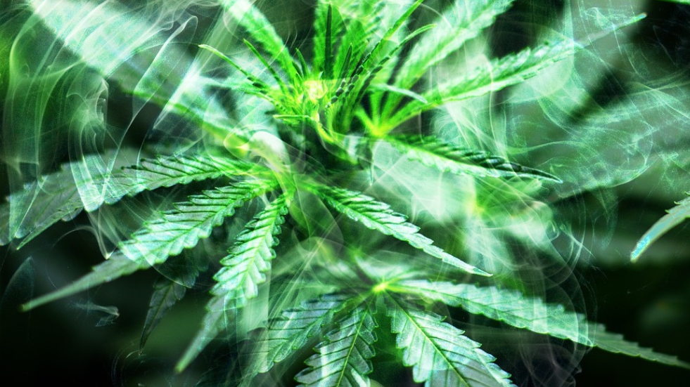 Einbruch mit Folgen: Polizei entdeckt Cannabiszucht in Merseburg