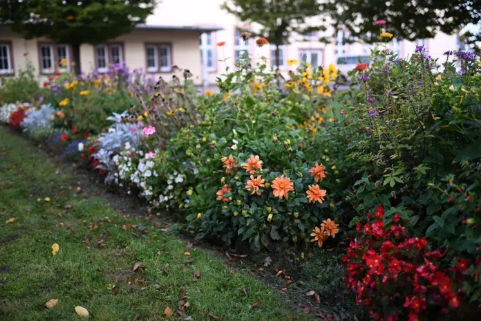 Buntes Sommerblumenbeet der Stadt Merseburg mit orangefarbenen Dahlien, gelbem Sonnenhut und roten Begonien